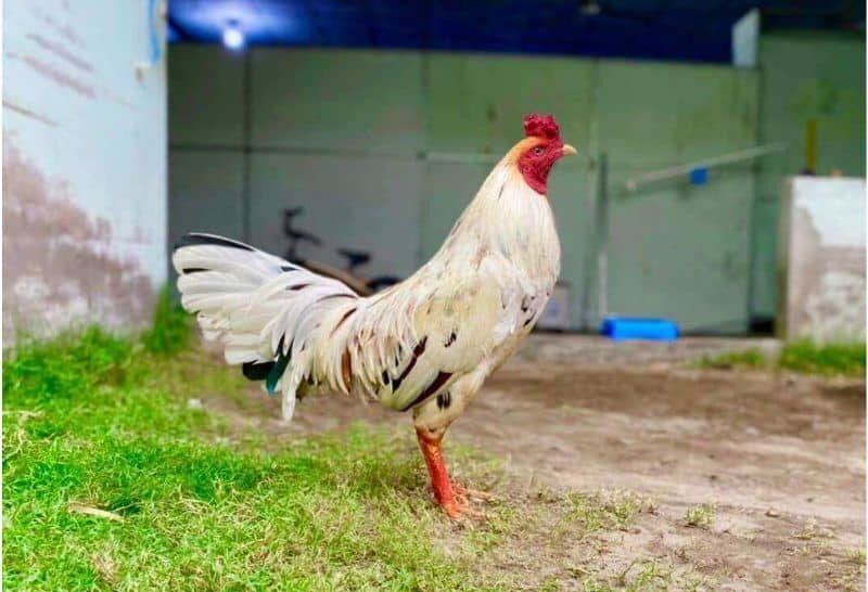 Gà bướm sở hữu bộ lông màu sáng Gà bướm sở hữu bộ lông màu sáng