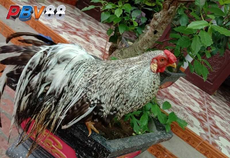 Gà cú còn có tên gọi khác là gà cườm hoặc cú cườm Gà cú còn có tên gọi khác là gà cườm hoặc cú cườm