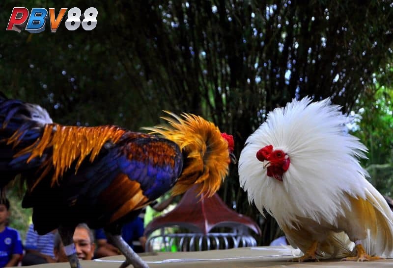 Gà đá ăn 8 là khi chiến kê tham gia thi đấu của 2 bên có sự chênh lệch Gà đá ăn 8 là khi chiến kê tham gia thi đấu của 2 bên có sự chênh lệch