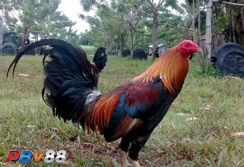 Gà Kelso có nguồn gốc từ Mỹ Gà Kelso có nguồn gốc từ Mỹ