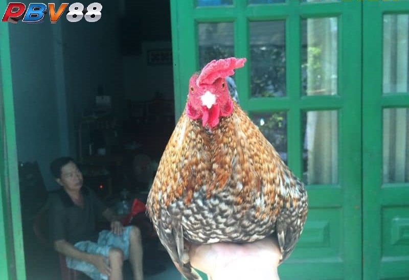 Hướng dẫn phương pháp chọn ngày theo ngũ hành đơn giản Hướng dẫn phương pháp chọn ngày theo ngũ hành đơn giản