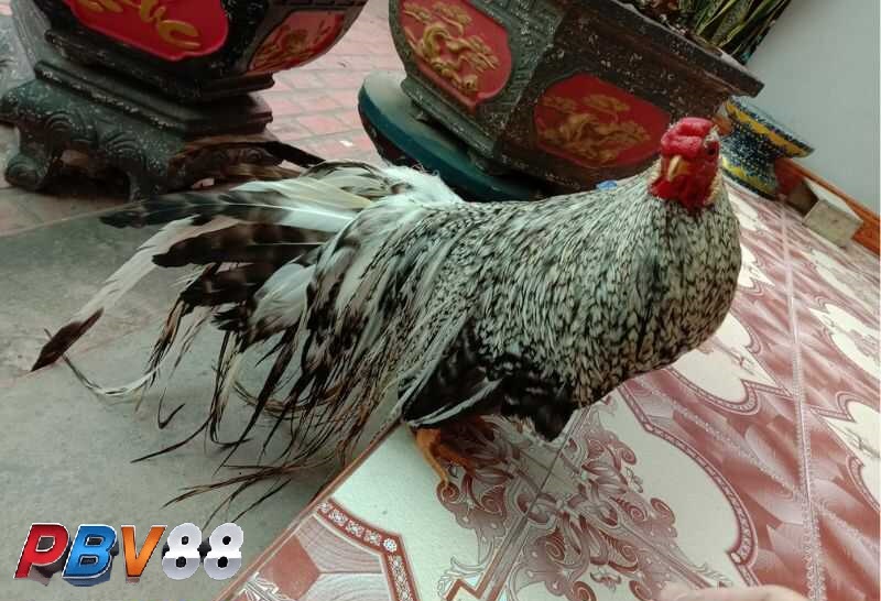 Nên chọn gà chân xanh mắt ếch vì có khả năng trở thành một thần kê Nên chọn gà chân xanh mắt ếch vì có khả năng trở thành một thần kê