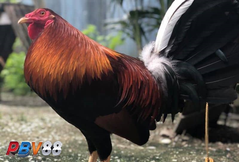 Tạo môi trường nuôi phù hợp và bổ sung khẩu phần ăn đầy đủ dinh dưỡng Tạo môi trường nuôi phù hợp và bổ sung khẩu phần ăn đầy đủ dinh dưỡng