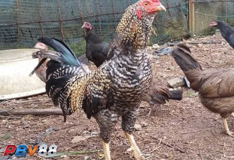 Xem mệnh trước khi thi đấu để nâng cao khả năng giành chiến thắng Xem mệnh trước khi thi đấu để nâng cao khả năng giành chiến thắng